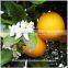 Sweet basil oil