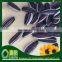 Wholesale chinese Sunflower Seeds american type 5009