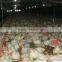 2015 Hot Sale Professional Chicken Farm Project Poultry Farming Equipment for Sale