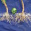 organic seaweed root stimulate fertilizer