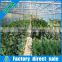 PE film Multi span greenhouse for tomato