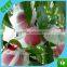 Vegetable Garden Plastic Insect Netting