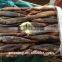 frozen illex squid whole round for tuna bait