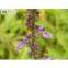 Coleus Forskolin P.E. Forskolin(rossonl@huacheng-biotech.com)