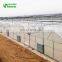 multi-span PE film greenhouse for cucumber planting