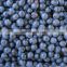 Sweet Sour Wild Culticated IQF Berries Fruit Frozen Blueberry for Puree Jam