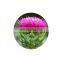 Factory Supply High Quality Milk Thistle 80% Silymarin UV Test