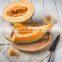 Sciyu  Supply Cantaloupe seeds  extract