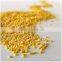 Foxtail Millet
