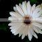 Gerbera flower preserved fresh cut flowers hot selling