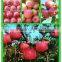 Top quality fresh qinguan apples class A pome fruits Agricultural products