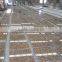 Best selling yellow granite giallo fiorito Tiles