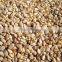 Natural White Sesame Seeds suppliers