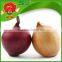 lowest price red onion fresh yellow onion
