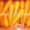Good quality and beautiful carrot exporting overseas