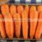 China New Crop Fresh Carrot