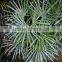 Natural plant Rhapis gracilis