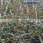 Quality fresh cut flower in China /design roses/jasmine/decorative natural flowers