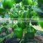 hybrid space pepper seeds