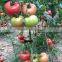 TY Resistant Hybrid Pink Tomato Seeds for greenhouse