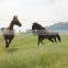 Best performance 2J Lanstar LED animal fencing energizer ideal solution of pasture management