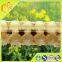 Actively Fresh 2.0 10-HDA Royal Jelly For Improving Immune System