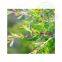 High Quality Tea Tree Oil Wholesale