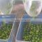 SEEDLESS LIME/ GREEN LEMONS FOR HOT SALE 2016