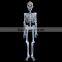 Glow in dark plastic Halloween decorative skeleton