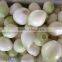 Good Onion for Sales