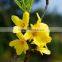 100% Pure and Natural Chinese Weeping Forsythia Herbal Oil