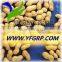 Raw Peanuts in Shell/Groundnuts in Shell for sell