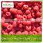Frozen raspberry whole