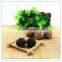 Japanese Black Garlic Seed Ferment