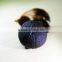 healthy Yuyuan black garlic from Japanese