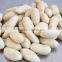 China peanut kernels & blanched peanut kernels 2529