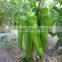 JP05 Smooth green skin planting seeds for green pepper seeds, hot pepper seeds