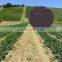 organic phosphorus nitrogen potassium fertilizer