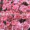 Fresh cut flowers Top Quality pink carnation