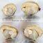 Frozen Cooked Short Necked Clam With Favorable Price