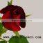 New style roses hot sale fresh black rose flower carola for wedding decoration from yunnan