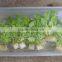rock wool hydroponic / Lana de roca hidroponica