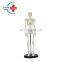 HC-S203 Small Size 42cm Medical Human Skeleton Teaching Model/Plastics Anatomical Models Skeleton
