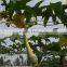 plant support net Hot sale widely usd for plant cucumber ,climbing mesh for melon , tomato , bean and pean