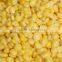 Frozen IQF sweet corn kernels with good quality and hot price