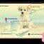urine absorbent pet pads