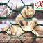 2016 Hexagonal Chcken Mesh for animals