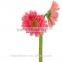 Hot sell fresh cut pink gerbera - egypt mini silk gerbera daisies with 20stems/bundle from Yunnan, China