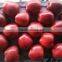 Chinese Huaniu apple Fresh red delicious apple fruit fresh