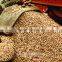Feed sorghum of hybird color